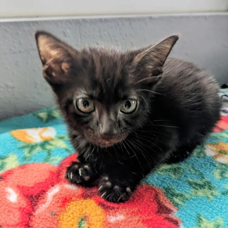 Wildflower thumbnail 2