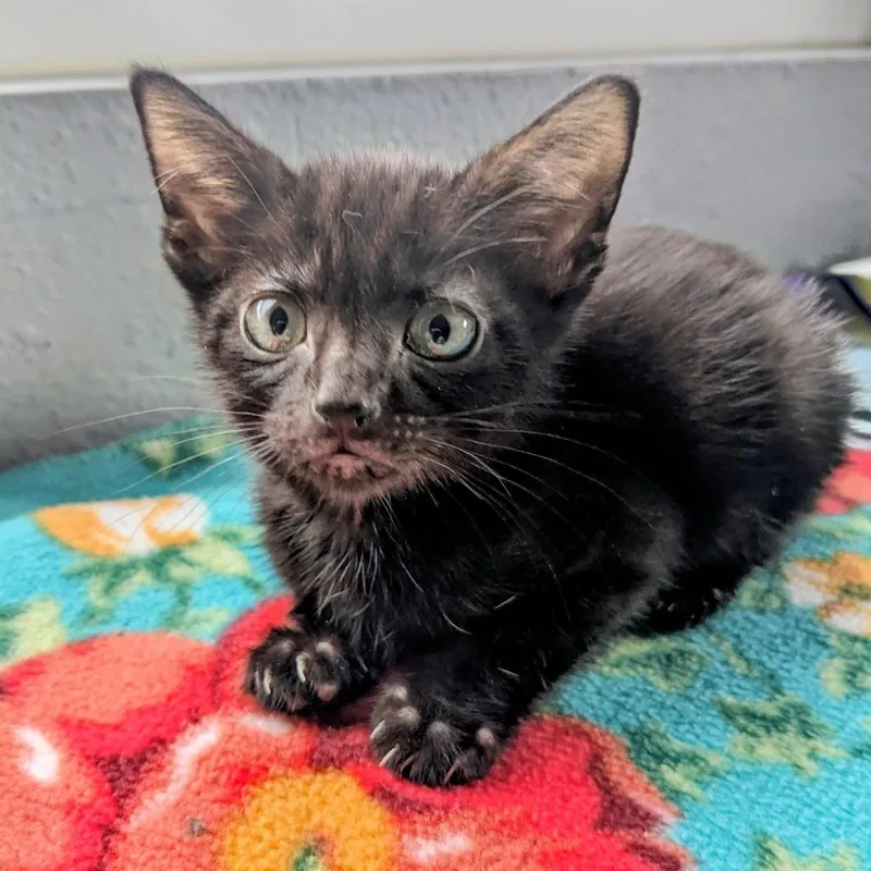 Wildflower thumbnail 3