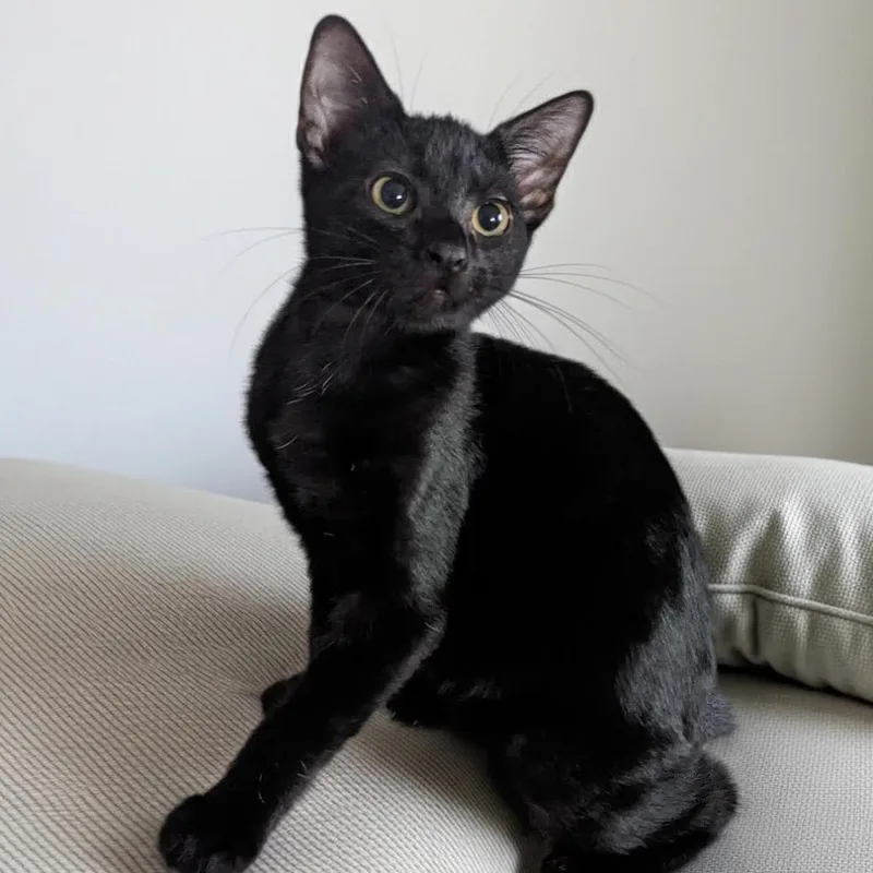 Wildflower thumbnail 4