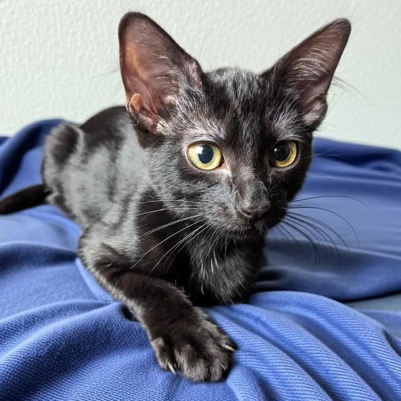 Wildflower thumbnail 5