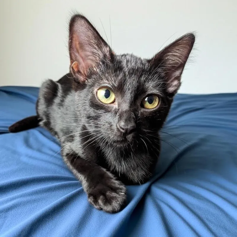 Wildflower thumbnail 6