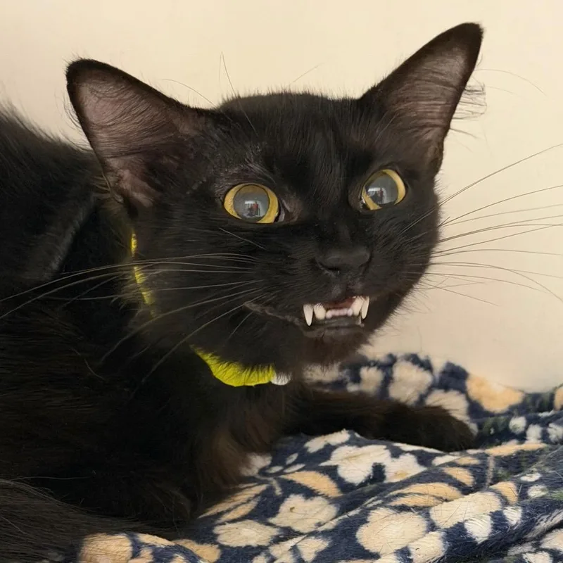 A young medium-sized male Black Domestic Short Hair cat named Boone for adoption in Marshall, TX