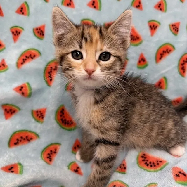 A baby small-sized female Torbie Domestic Short Hair cat named Rocky Road for adoption in Long Beach, CA