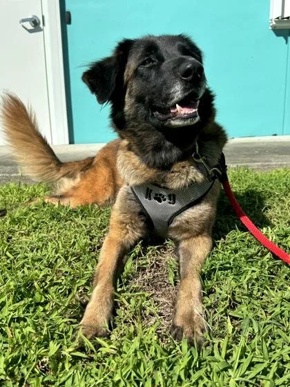 An adult large-sized female Mixed Breed dog named Betsy for adoption in Vero Beach, FL