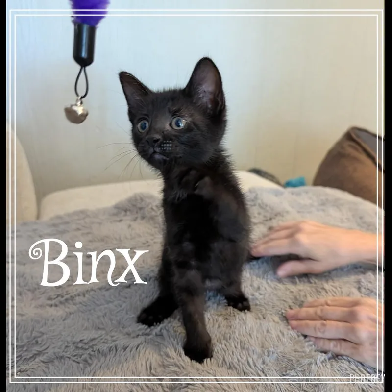 A baby small-sized male Black Domestic Short Hair cat named Binx for adoption in Monroe, MI