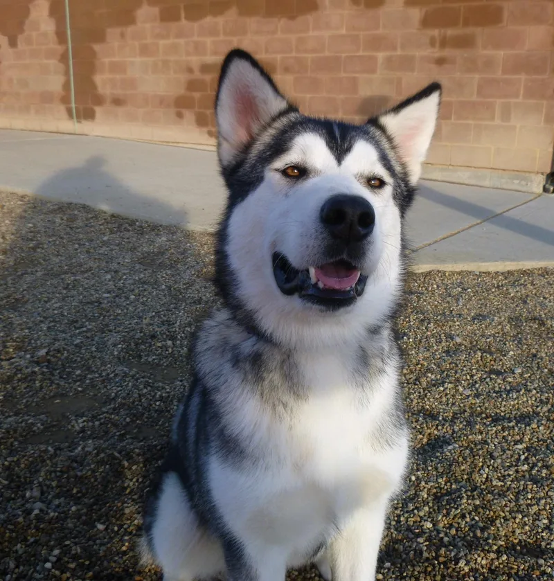 A young large-sized male Alaskan Malamute dog named Milo for adoption in Boise, ID
