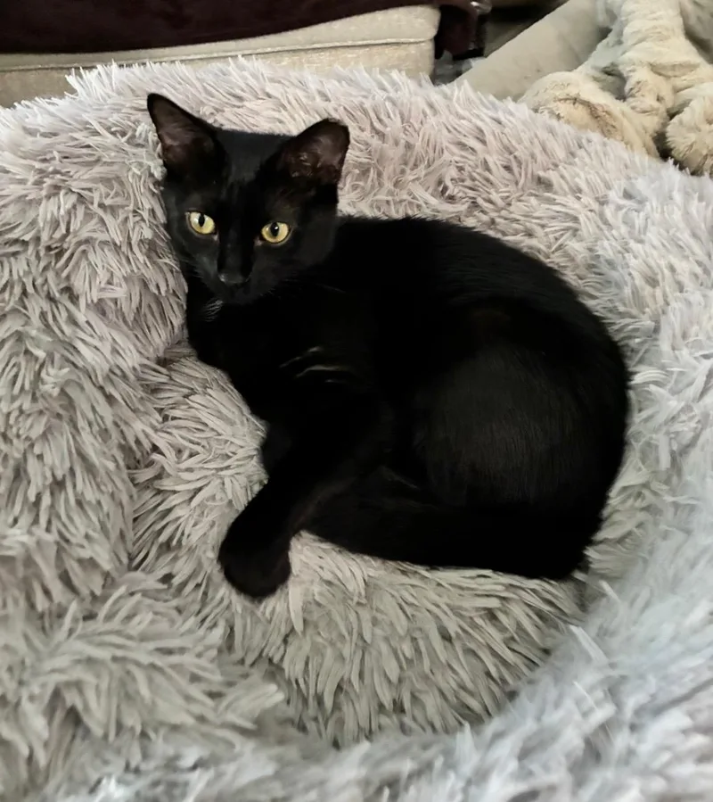 A young medium-sized female Black Domestic Short Hair cat named Teddie Girl for adoption in Spring Branch, TX