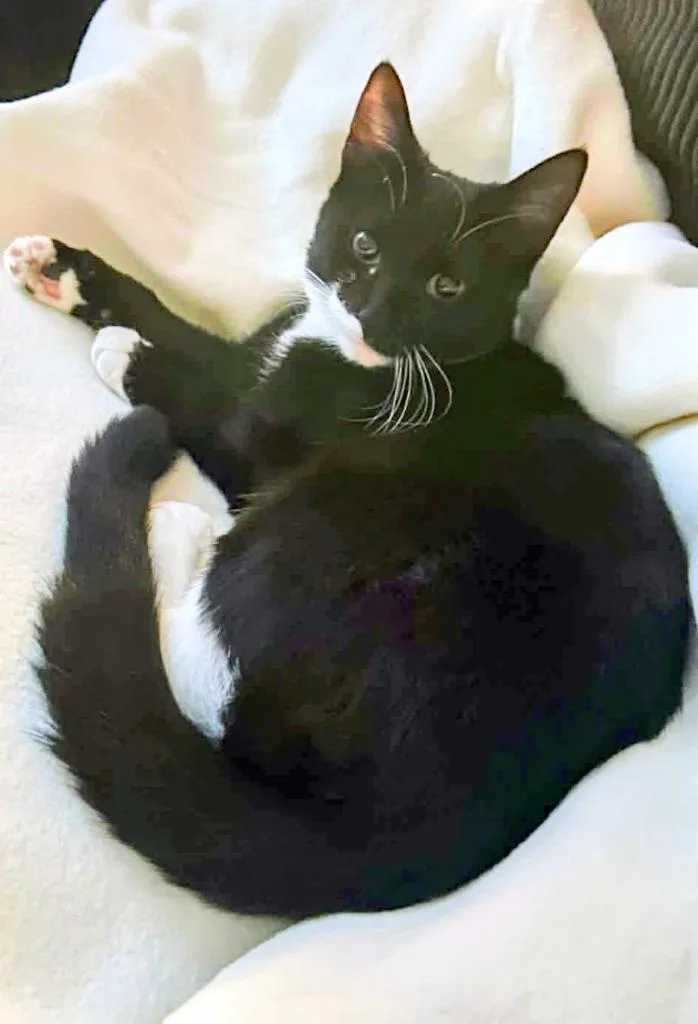 A baby small-sized female American Shorthair cat named Oreo for adoption in Hagaman, NY