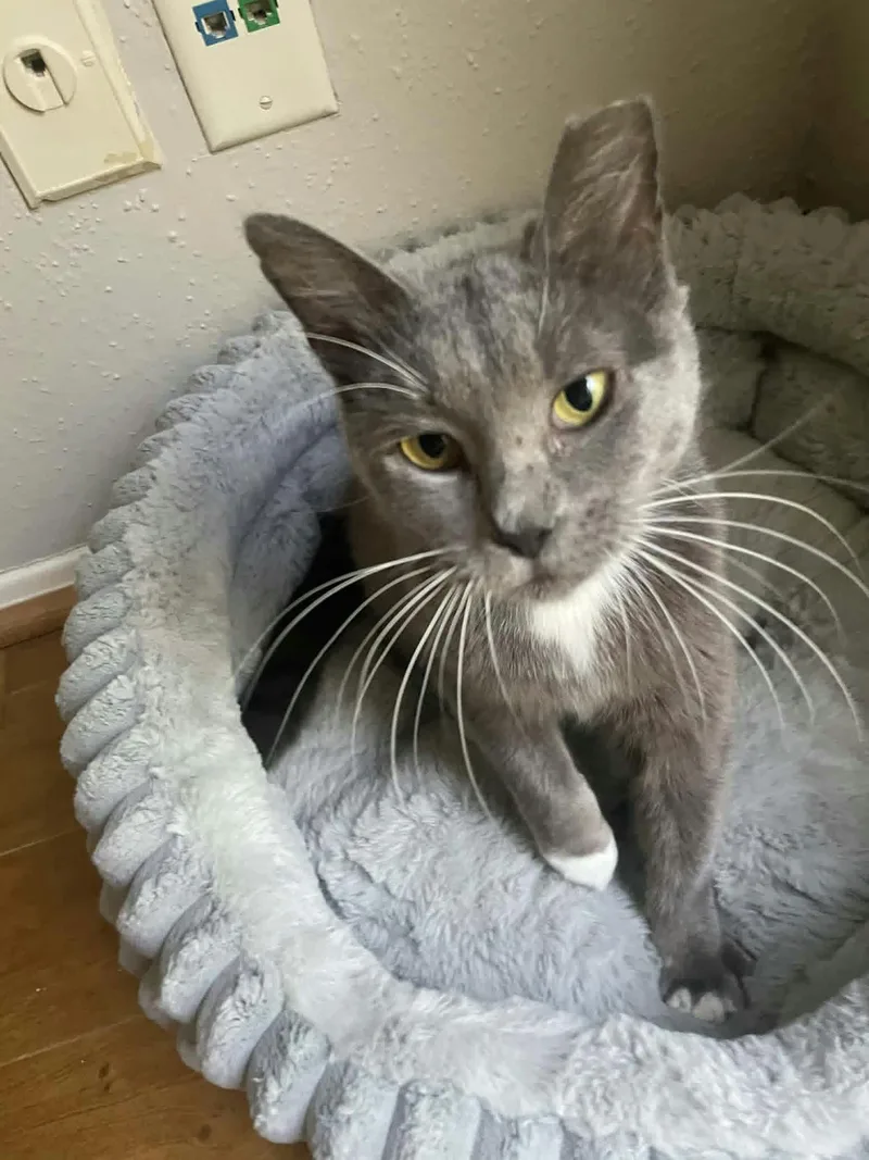 A young medium-sized female Gray & White Domestic Short Hair cat named Honey Bunny for adoption in Houston, TX