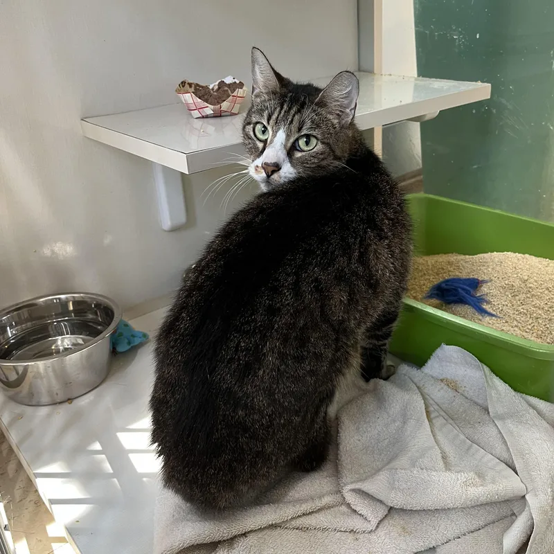 An adult small-sized male Tabby (Brown / Chocolate) Domestic Short Hair cat named Walter Bishop for adoption in Salisbury, MA
