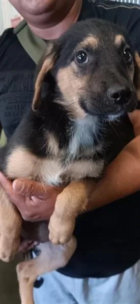 A baby small-sized female German Shepherd Dog dog named Hyria for adoption in Los Angeles, CA