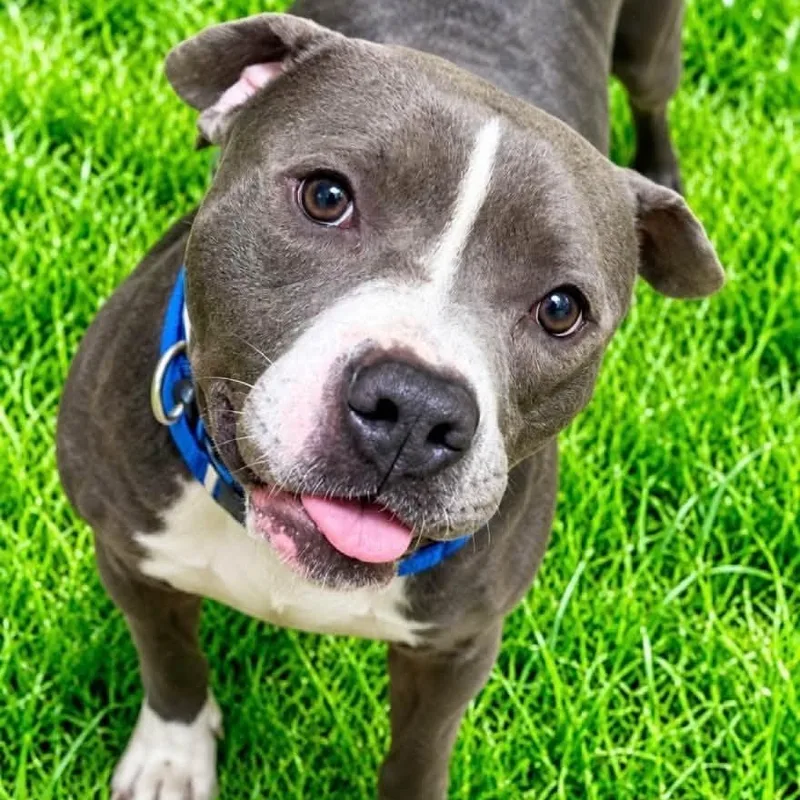 An adult medium-sized male Gray / Blue / Silver Pit Bull Terrier dog named Lector for adoption in Battle Creek, MI