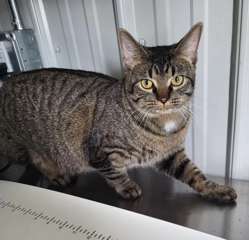 Gibby
