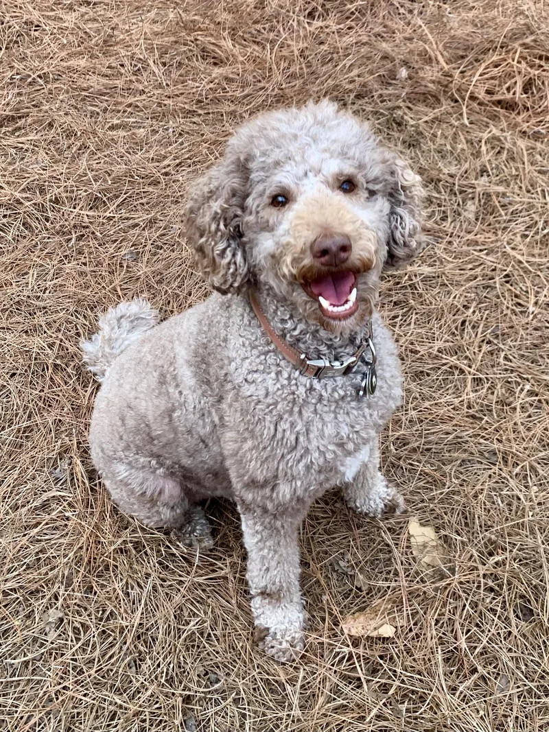 An adult medium-sized male Brown / Chocolate Standard Poodle dog named Eddie for adoption in Richmond, VA