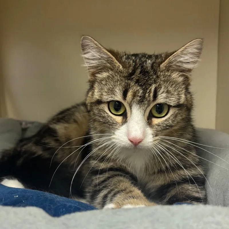 A young medium-sized female Brown / Chocolate Domestic Short Hair cat named Darcey for adoption in Waynesboro, PA