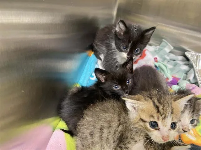 A baby small-sized female Domestic Short Hair cat named Onyx for adoption in Tustin, CA