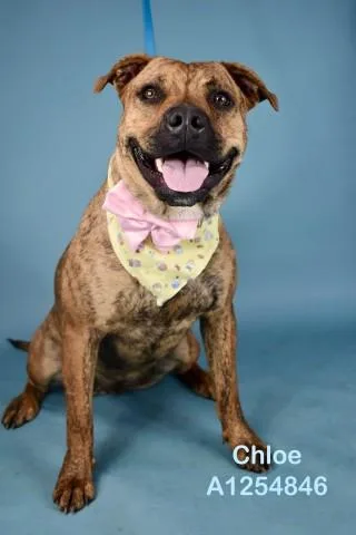 A young large-sized female Pit Bull Terrier dog named Chloe for adoption in Bakersfield, CA