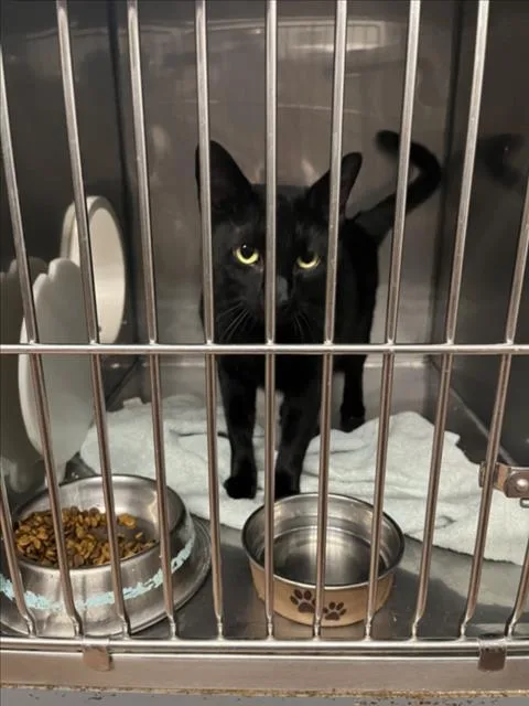 An adult small-sized female Black Domestic Short Hair cat named Clove for adoption in Woodland, CA