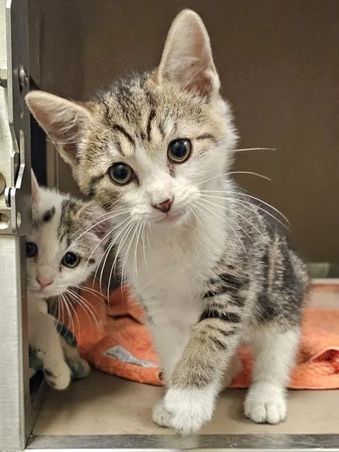 A baby medium-sized male Brown / Chocolate Domestic Short Hair cat named Indigo for adoption in Clyde, NC