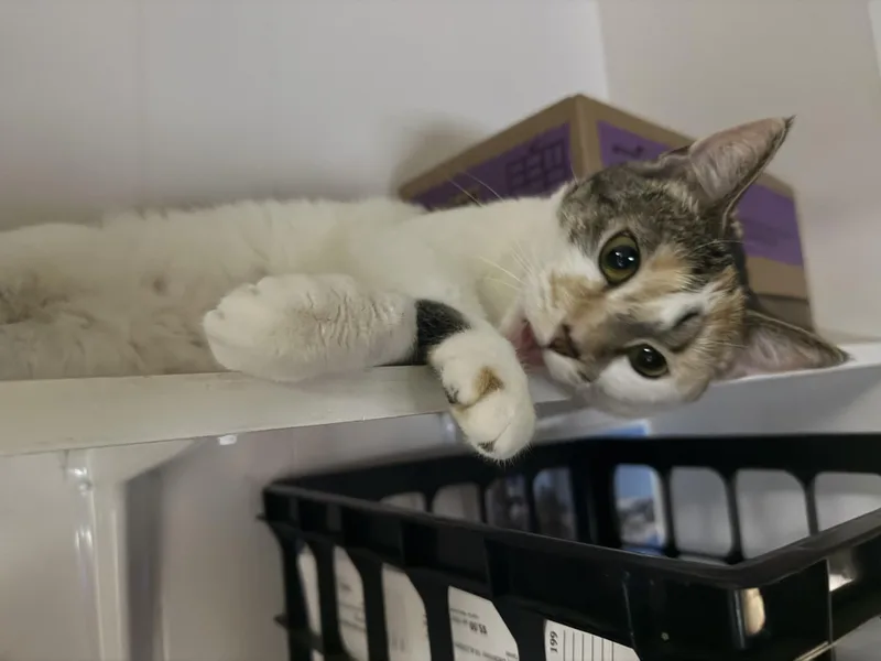 Mackenzie thumbnail 2