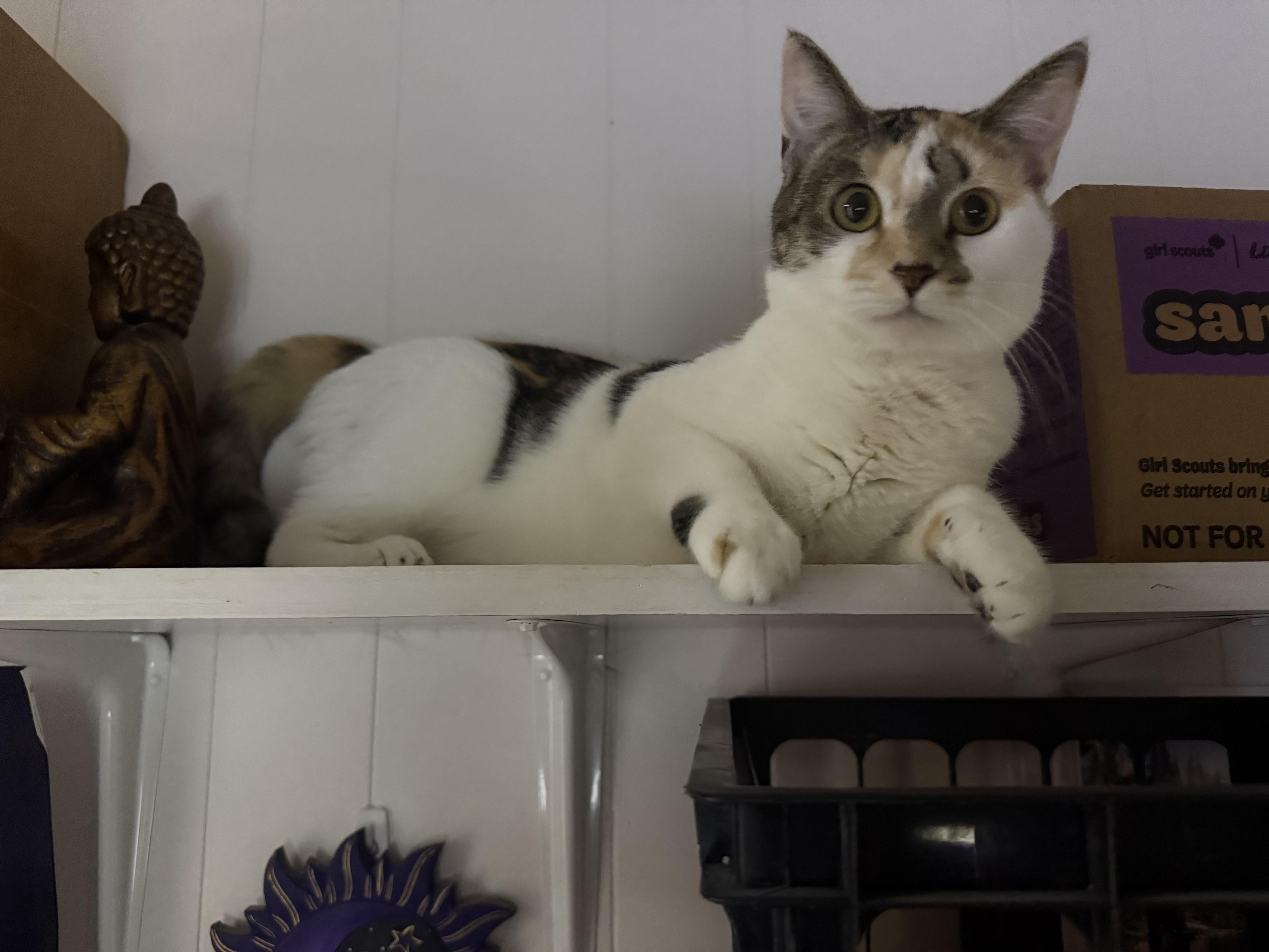 Mackenzie thumbnail 3