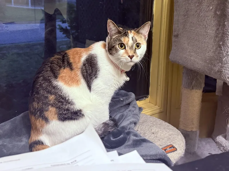 Mackenzie thumbnail 4