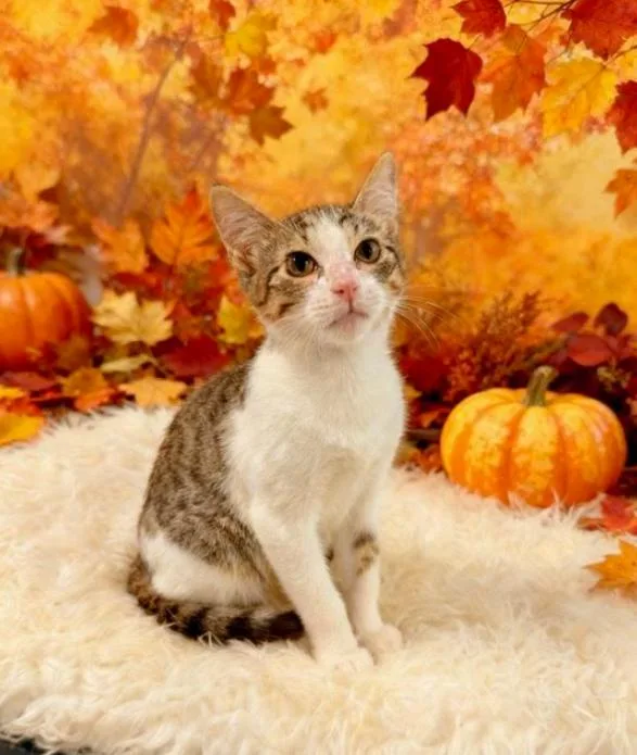 A baby small-sized male Domestic Short Hair cat named Pugsley for adoption in Tehachapi, CA