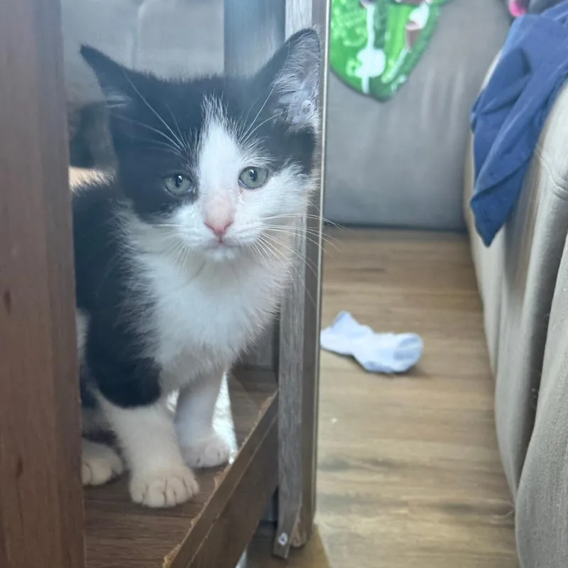 A baby small-sized male Black Domestic Short Hair cat named Zebruh for adoption in Eaton Rapids, MI