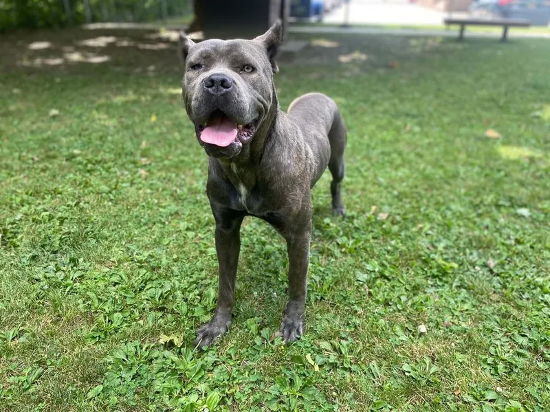 An adult large-sized female Cane Corso dog named Tessa for adoption in Oakland, MI