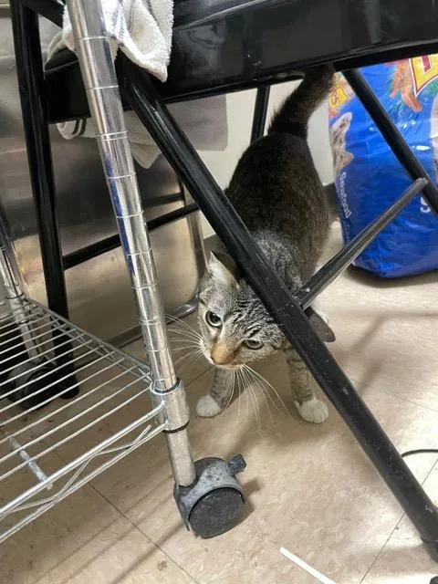 A young small-sized female Domestic Short Hair cat named Inquisitive for adoption in Little Rock, AR