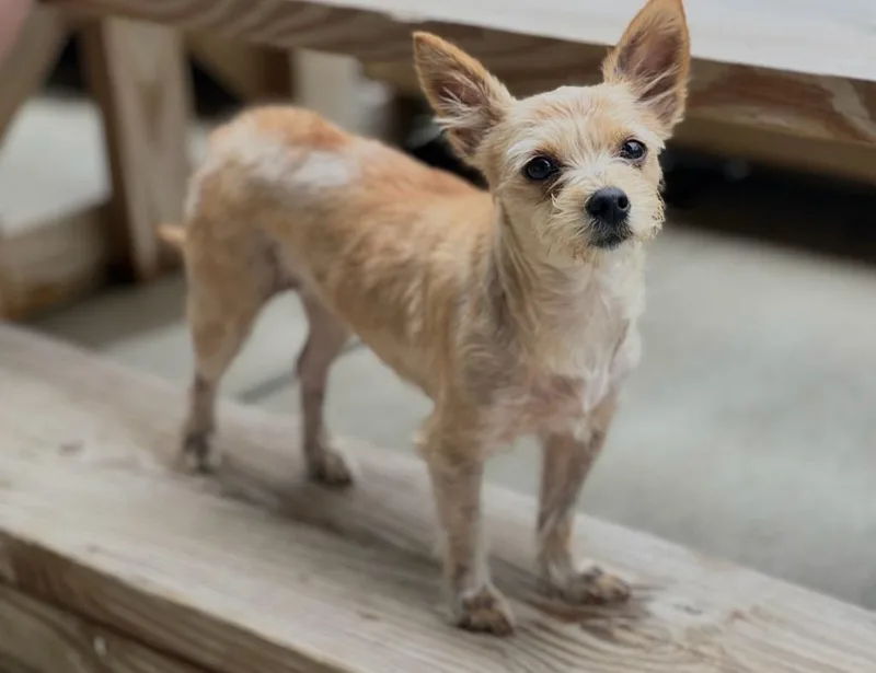 An adult small-sized female Terrier dog named Magnolia for adoption in Dalton, GA