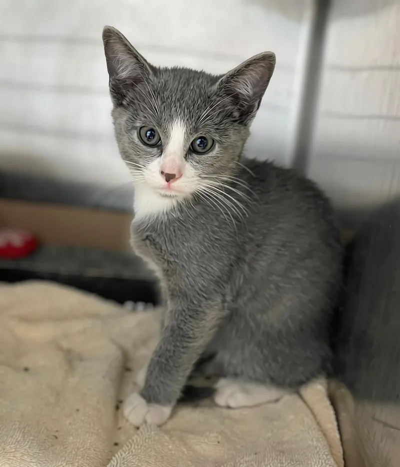 A baby medium-sized male Gray & White Domestic Short Hair cat named Clouded Sulphur for adoption in Seville, OH
