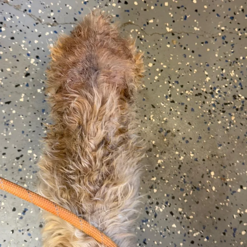 A senior small-sized female Yellow / Tan / Blond / Fawn Yorkshire Terrier dog named Frizzy for adoption in Tuscaloosa, AL
