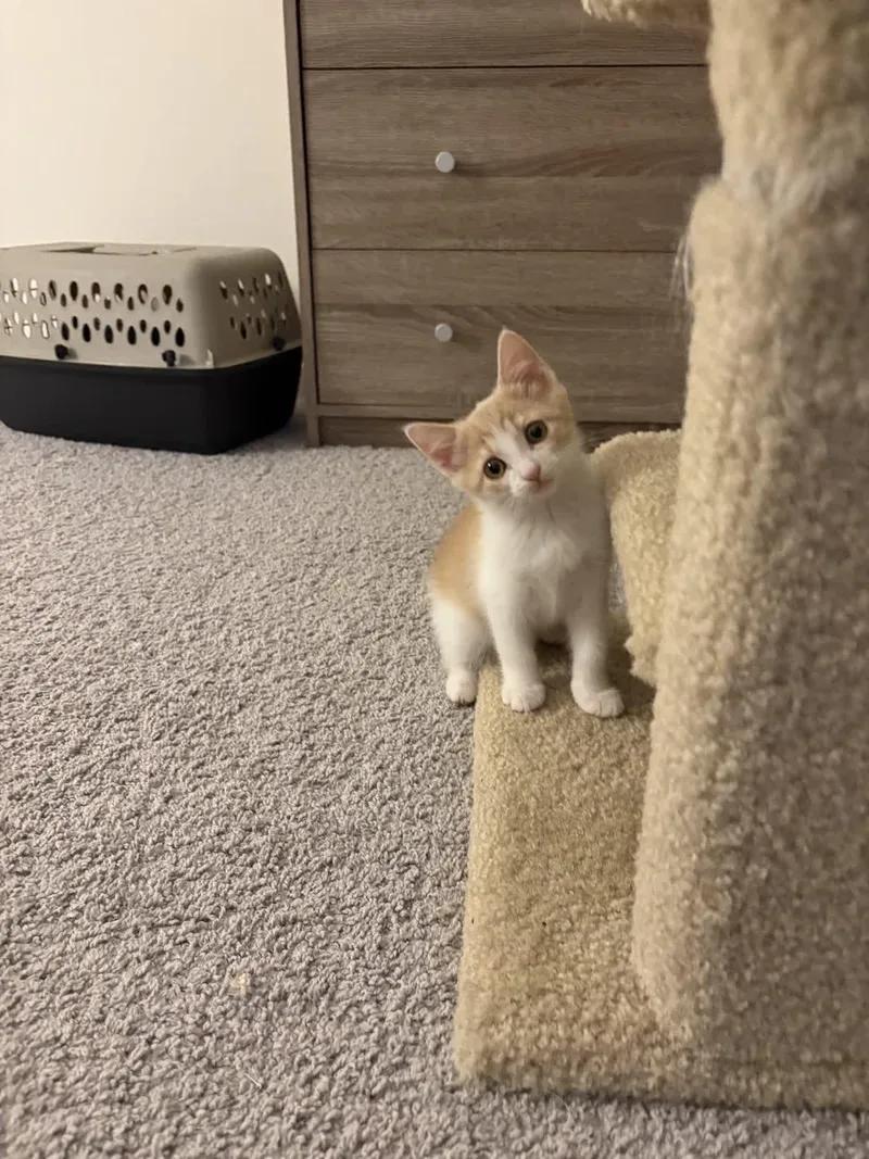 A baby small-sized female Domestic Short Hair cat named Lily for adoption in Indianapolis, IN