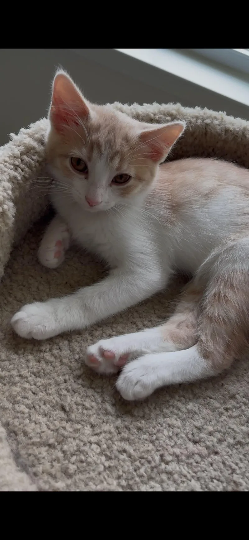 Lily thumbnail 3