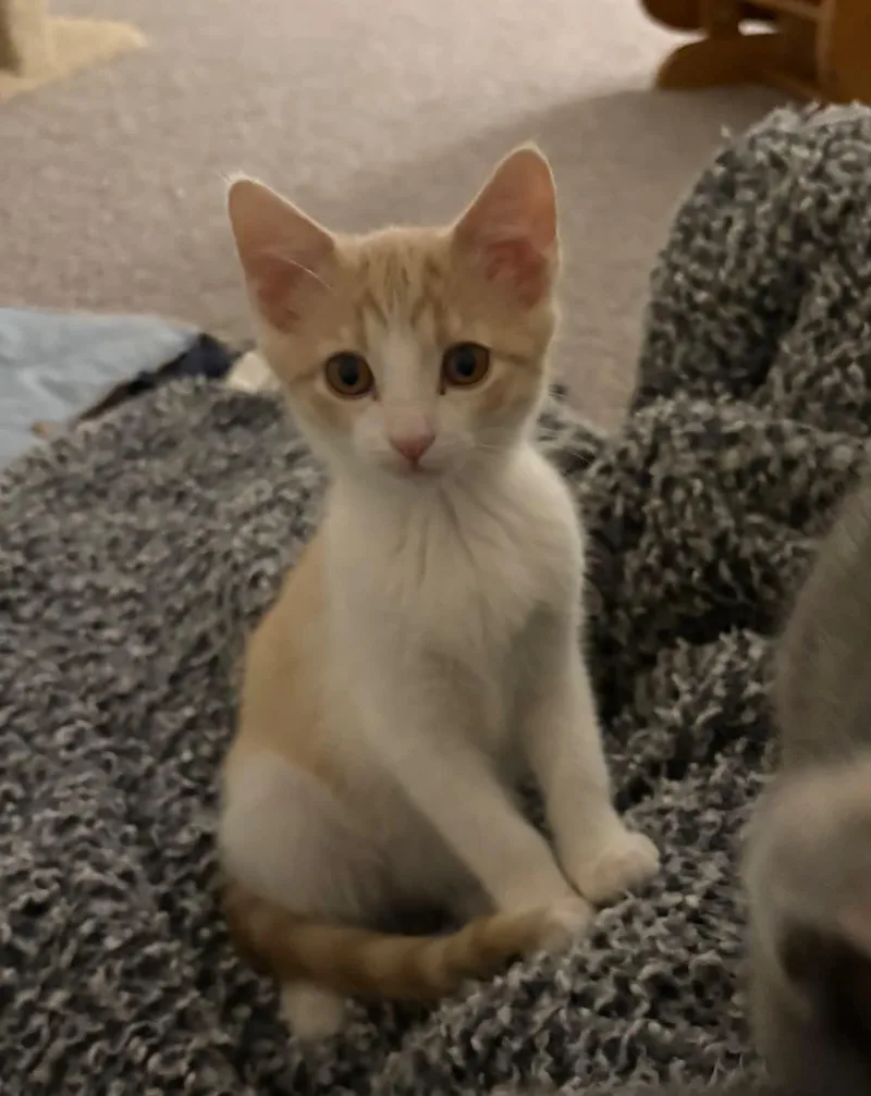 Lily thumbnail 4