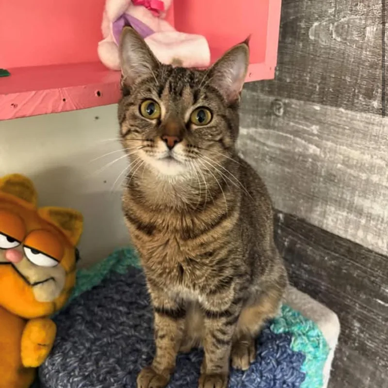 A young medium-sized female Brown / Chocolate Domestic Short Hair cat named Penny for adoption in Pittsburgh, PA