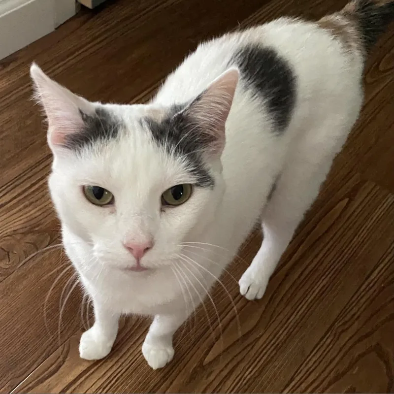 A senior medium-sized female White Domestic Short Hair cat named Carmello for adoption in Middleton, WI
