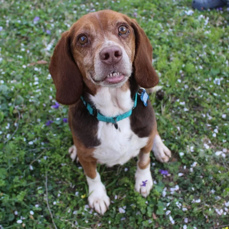 Cheese Puff thumbnail 2