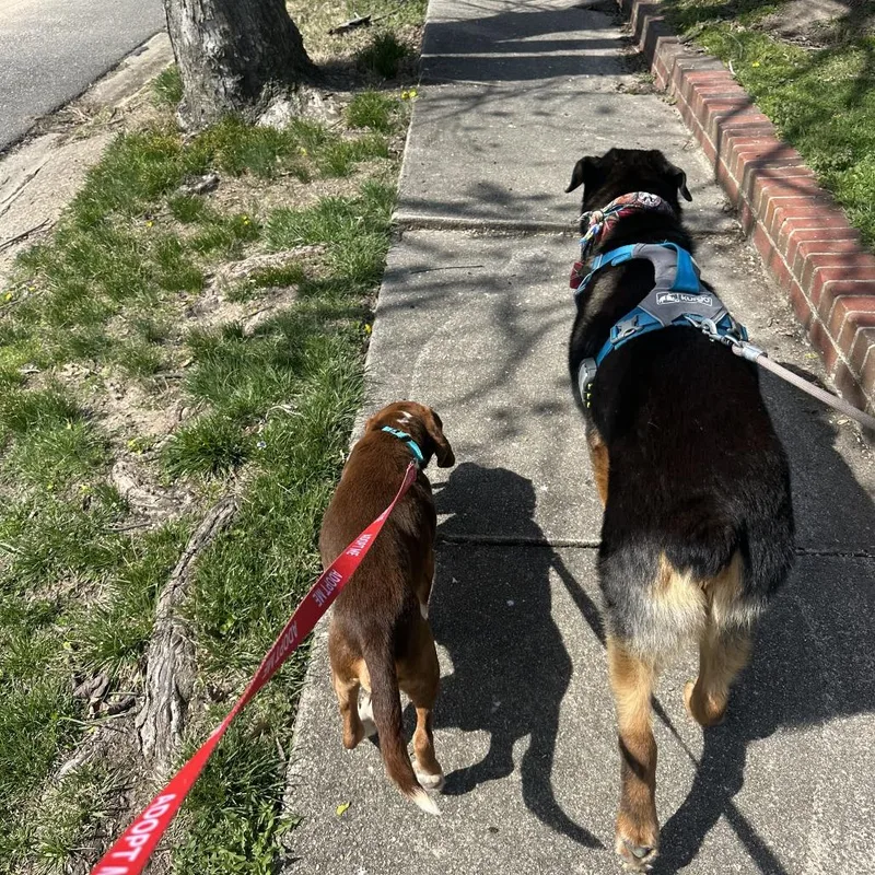 Cheese Puff thumbnail 3