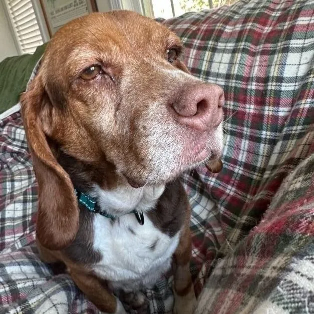 Cheese Puff thumbnail 5