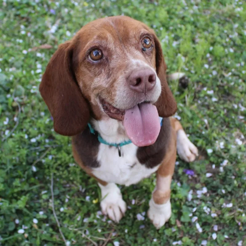 Cheese Puff thumbnail 6