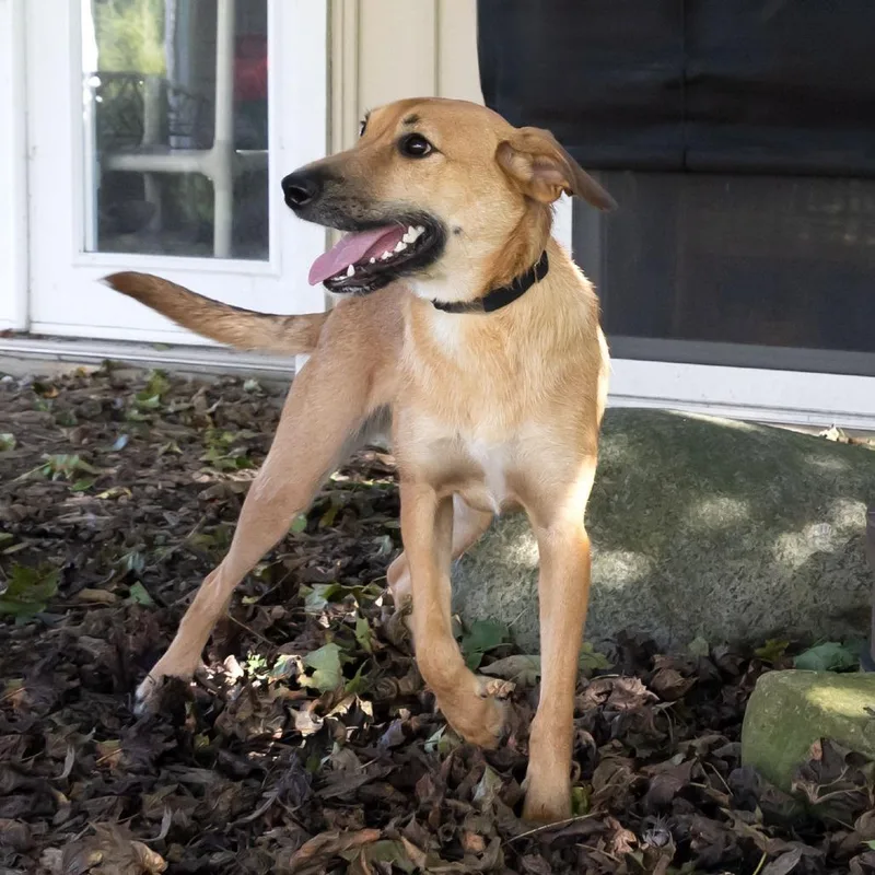 A young medium-sized female Labrador Retriever dog named Goldie for adoption in McKean, PA