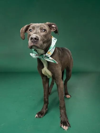 A young medium-sized male Pit Bull Terrier dog named Zeus for adoption in Atlanta, GA