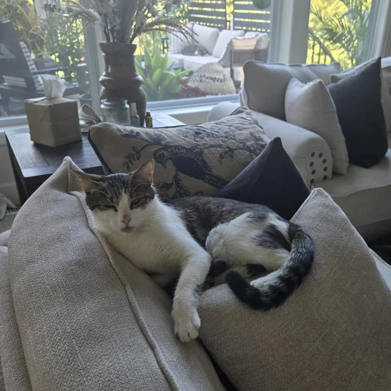 A young medium-sized female White Domestic Short Hair cat named Millie C for adoption in Minnetonka, MN