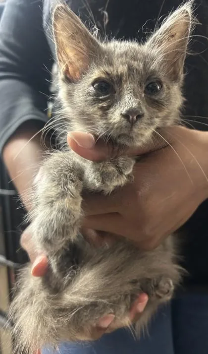 A baby small-sized female Domestic Short Hair cat named Giselle for adoption in Chamblee, GA