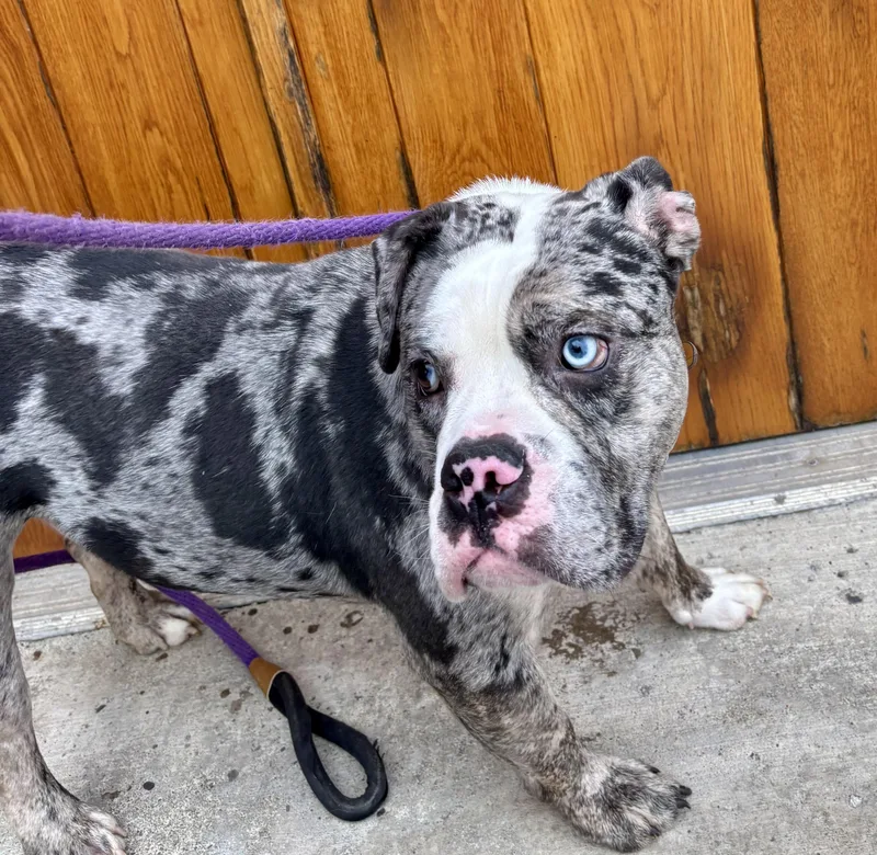 Ghost Clooney thumbnail 4