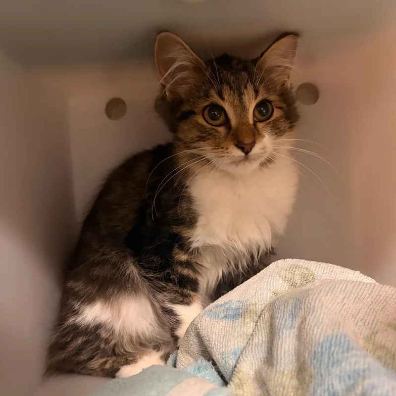 A baby small-sized female Domestic Short Hair cat named Edna for adoption in Bristol, IN