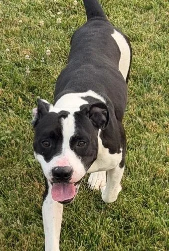 An adult medium-sized male Black Pit Bull Terrier dog named Kona for adoption in Bryan, OH
