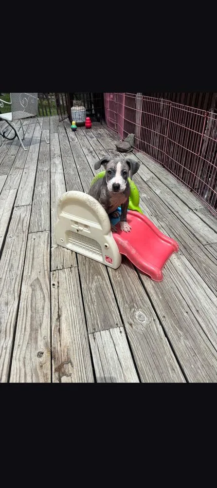A baby small-sized female American Bulldog dog named Fable for adoption in Thompson, PA